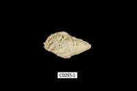 藏品(骨螺)的圖片